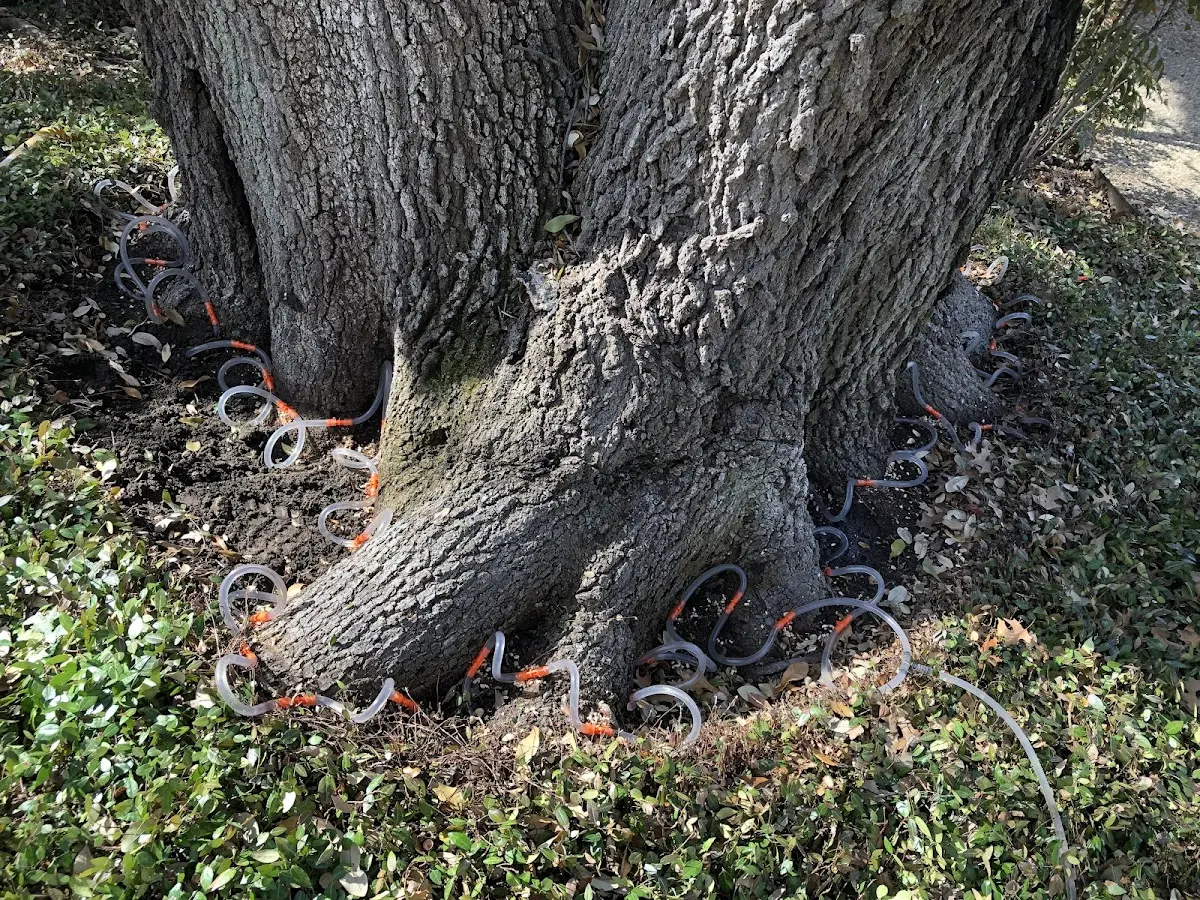 Detailed Tree Cabling and Bracing job site in Sandy Hook